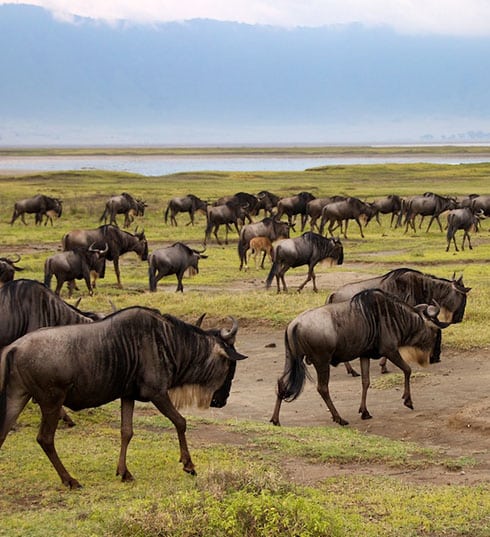 Northern Circuit Safari National Park