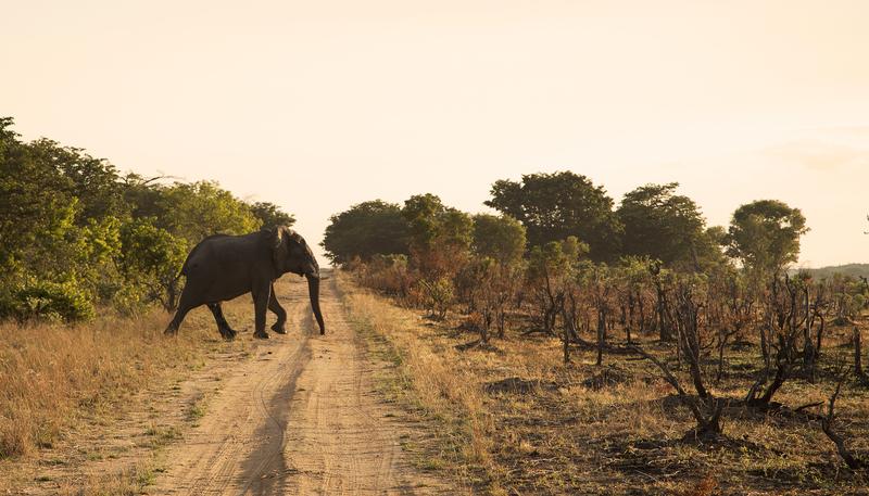 Hunting Safari Tanzania