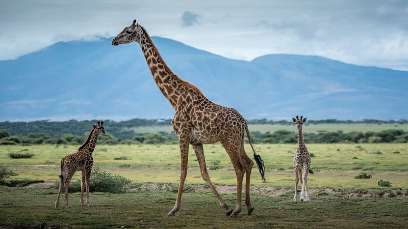 Lake Manyara Safari Tour with Cosmo Zanzibartoursandsafaris