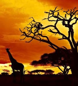 Tanzania Honeymoon Safaris