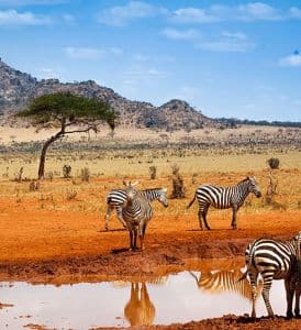 Combination Safari Kenja and Tanzanie with Cosmo Zanzibar Tours and Safaris