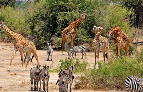 Day Trip from Zanzibar to Selous Game Reserve with Cosmo Zanzibartoursandsafaris