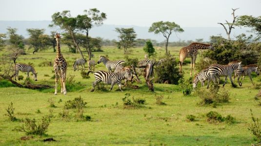 Tanzania national Park Safari